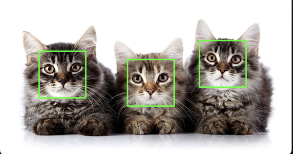 Catdetector